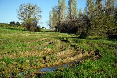 çamur savory yakınındaki yuvalarının ağacında