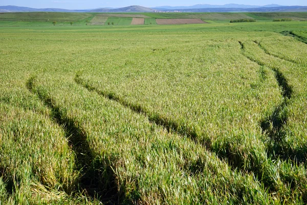 A traktor a fűben nyomai — Stock Fotó