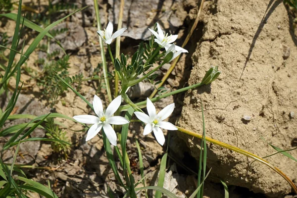 Белые горные цветы — стоковое фото