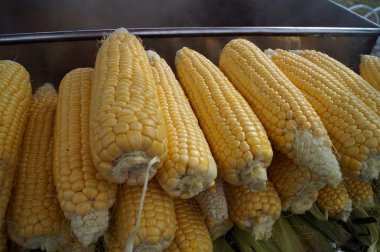 ham mısır koçanı