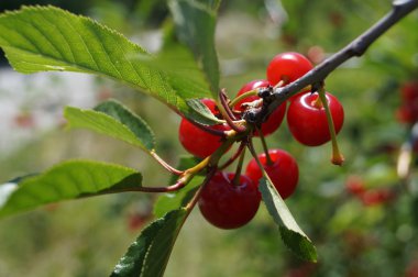 solar ripe red cherries on a branch with green leaves