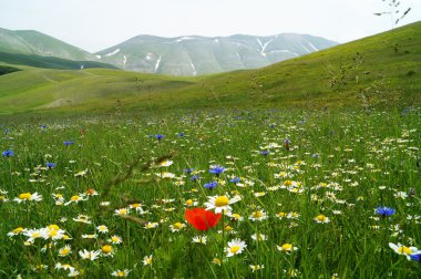 Castelluccio, Perugia, Umbria, İtalya