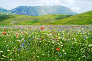Castelluccio, Perugia, Umbria, İtalya