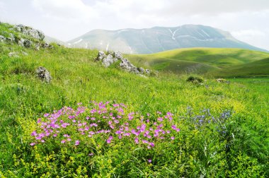 Castelluccio, Perugia, Umbria, İtalya