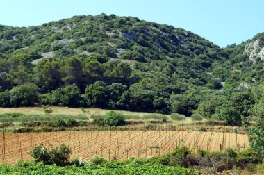 genç bir üzüm bağı