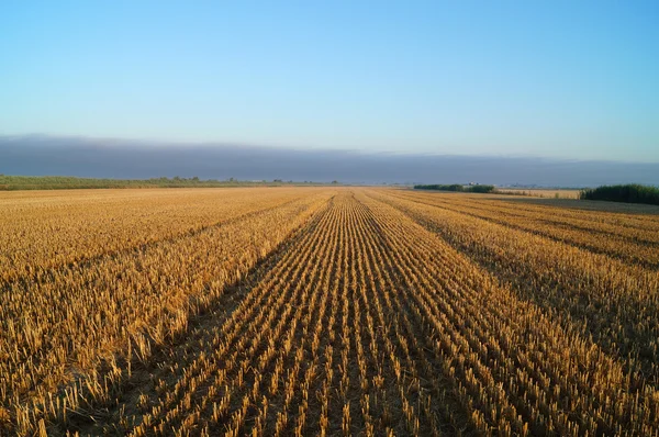 フィールド ライ小麦の刈り取り — ストック写真