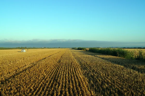 Trigo de centeio de campo cortado — Fotografia de Stock