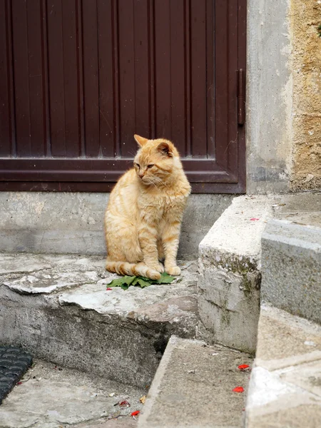 Gato vermelho sentado na porta — Fotografia de Stock