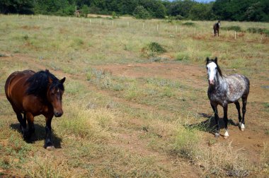 Bir arenada farklı taklitleri üç at