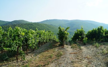 Yeşil üzüm üzüm