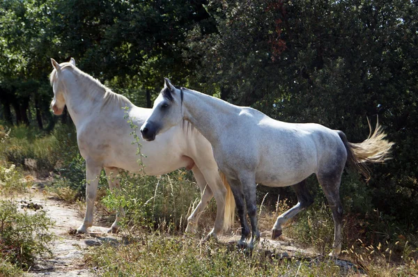 Two white horses