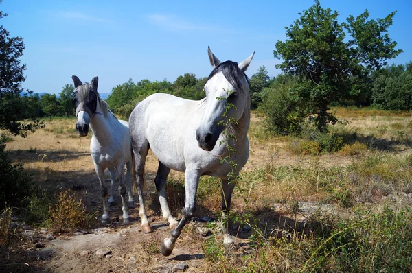 Två nyfikna vita hästen — Stockfoto