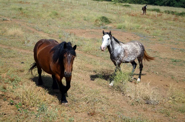 Tres caballos de diferentes parodias en una arena — Foto de Stock