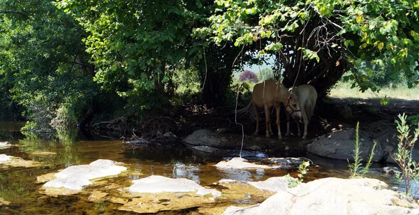 Zwei Pferde kamen an den Fluss, um Wasser zu trinken — Stockfoto