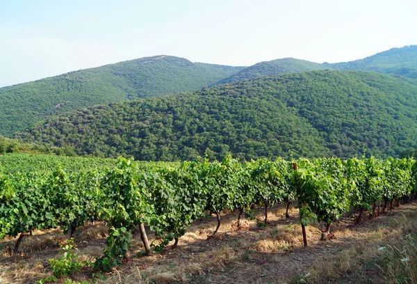 Vineyard Fransa — Stok fotoğraf