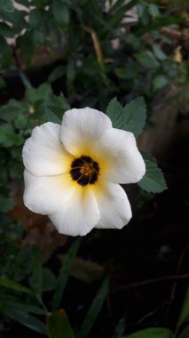 Güzel Tropikal Beyaz Çiçekler Güzellik Arka planı Doğal Çiçekler