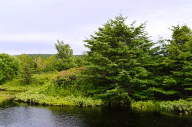 Ormanda göl, Sakhalin adası.