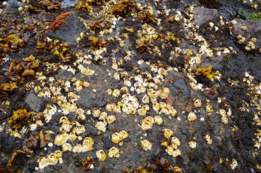 Pasifik kıyısındaki deniz kabukları, Iturup Adası, Kuril Adaları