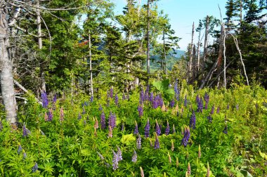 Sakhalin Adası, Yuzhno-Sakhalinsk şehrinin dağ ormanlarında çiçekler.