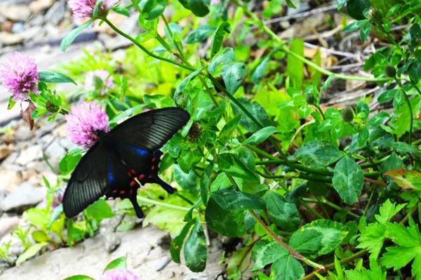 Beau Papillon Assis Sur Une Fleur Trèfle — Photo