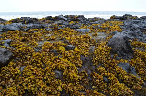 Algen Auf Felsen Der Pazifikküste Insel Iturup Kurilen — Stockfoto