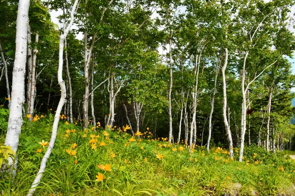 Flowers in the mountain forest of the city of Yuzhno-Sakhalinsk, Sakhalin Island