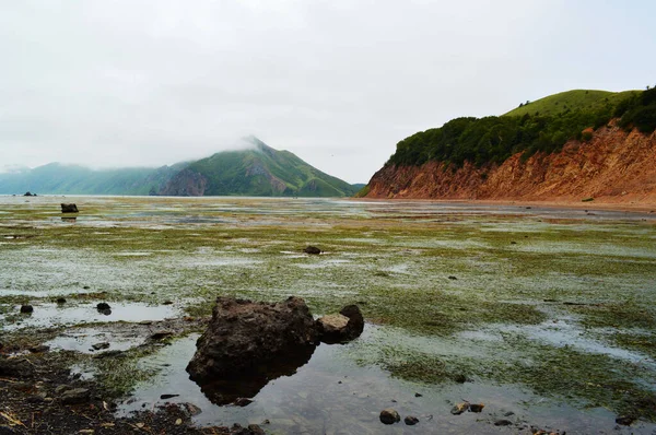 Pantai Laut Okhotsk Dengan Ganggang Dan Batu Teluk Tikhaya Pulau — Stok Foto