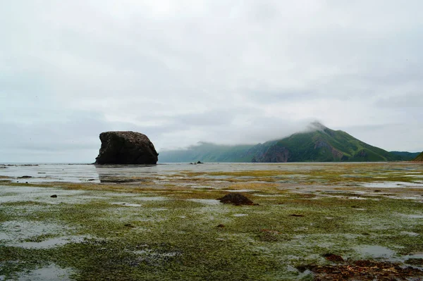 Okhotsk Denizi kıyısında yosun ve kaya ile, Tikhaya Körfezi, Sakhalin Adası