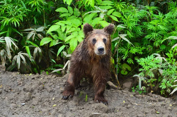 Ormandaki yolda bir ayı yavrusu yiyecek istiyor, Kuril Adaları, Iturup Adası.