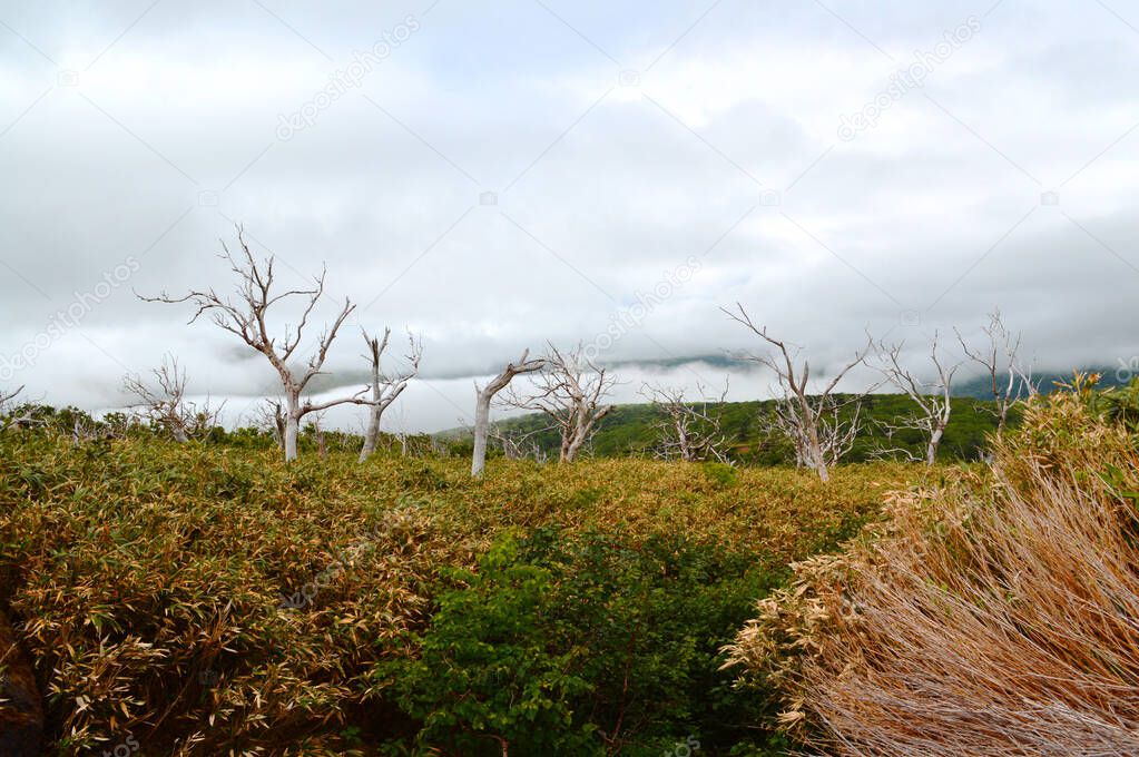 View of dry trees and volcano in fog, Kuril Islands, Iturup island