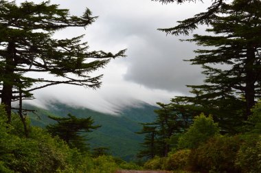 View of pine trees and volcano in fog, Kuril Islands, Iturup island clipart