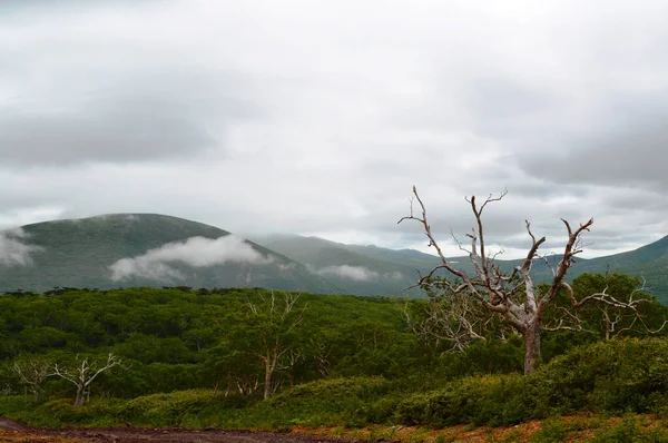 Vue Sur Les Arbres Secs Volcan Dans Brouillard Îles Kouriles — Photo