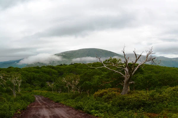 Vue Sur Les Arbres Secs Volcan Dans Brouillard Îles Kouriles — Photo