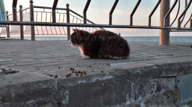 Baltık Denizi kıyısında, Kalininingrad bölgesinde, Rusya 'nın Zelenogradsk bölgesindeki kirişlerdeki kediler.