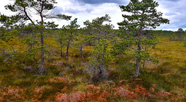 Träsk Kemeris Nationalpark Jurmala Lettland — Stockfoto