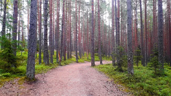 Tallskog Jurmala Lettland — Stockfoto