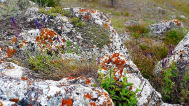 Kırım Cumhuriyeti 'nin Kırım dağlarında kayalar ve otlar