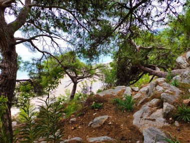 Türkiye 'deki Akdeniz manzarası, Beldibi köyündeki kayalar, dağlar, çam ağaçları ve çiçekler