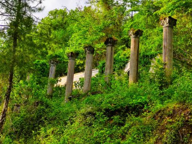 Lianozov 'un Pitsund-Musser Doğa Rezervi, Abhazya' daki eski Yunan tarzı köşkünden kalma sütunlar.