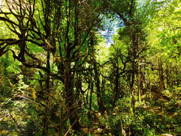 Bajeczny Las Wąwozie Malajskiej Machary Czernihów Abchazja — Zdjęcie stockowe