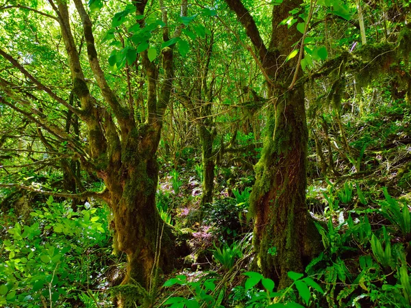 阿布哈兹切尔尼赫夫马来亚 马查拉河峡谷的神奇森林 — 图库照片#