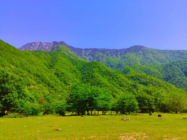 Mountains Fields Horses Gorge Bzyb Gorge Road Lake Ritsa Abkhazia — Foto de Stock