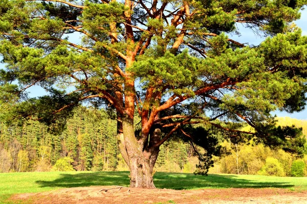 Rezerv Lokhin Adası Çam