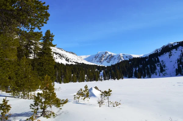 Altay Dağları. Büyük Karakol göl