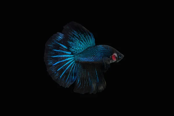 Side view angle of Black Blue Mamba Avatar halfmoon betta splendens / siamese fighting fish isolated on black color background. Image photo