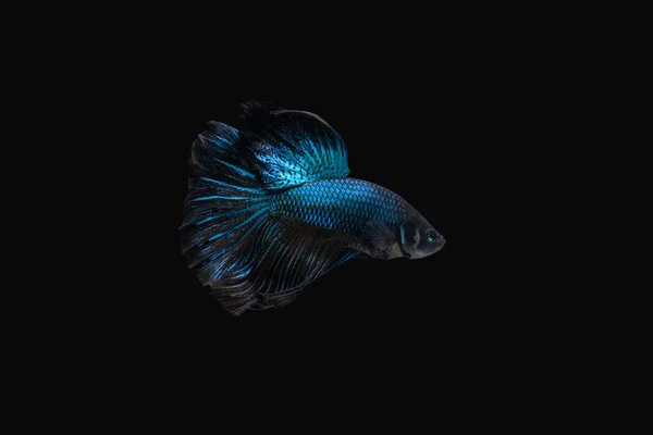 Side view angle of Black Blue Mamba Avatar halfmoon betta splendens / siamese fighting fish isolated on black color background. Image photo