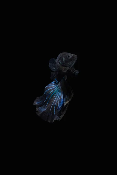 Front view angle of Black Blue Mamba Avatar halfmoon betta splendens / siamese fighting fish isolated on black color background. Image photo