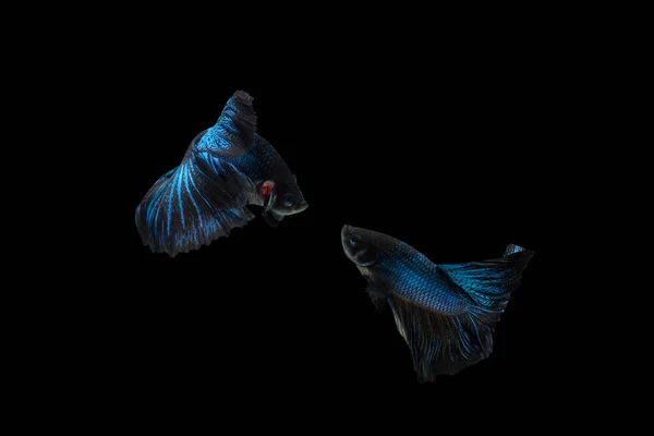 Two dancing Black Blue Mamba Avatar halfmoon betta splendens siamese fighting fish isolated on black color background. Image photo