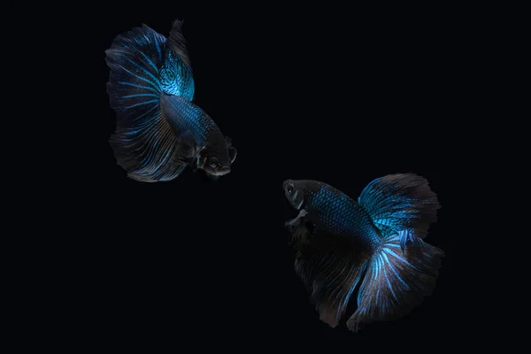 Two dancing Black Blue Mamba Avatar halfmoon betta splendens siamese fighting fish isolated on black color background. Image photo