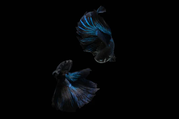 Two dancing Black Blue Mamba Avatar halfmoon betta splendens siamese fighting fish isolated on black color background. Image photo